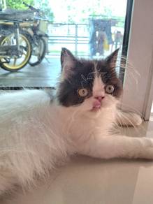 kucing rehome
