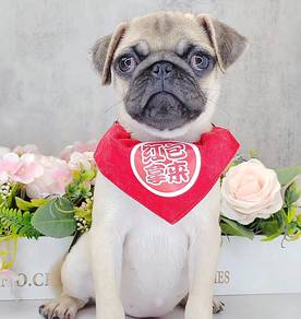 Pug