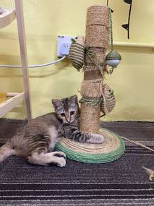 Rehome Cat