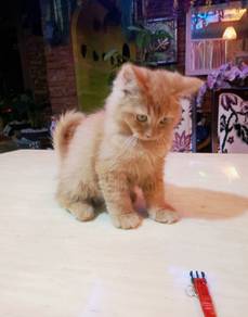 OYEN jantan 