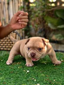 American Bully Puppy 123