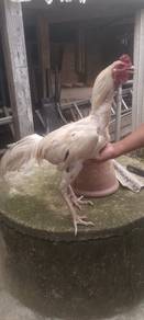ayam baik