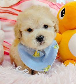 Poodle