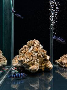 Demason Cichlid