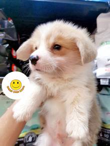 GGs1163 Welsh Corgi long haired puppies dogs