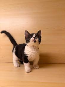 munchkin