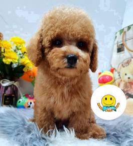 GV122 pretty brown TOY Poodle puppies