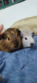 guinea pig 300 pair Male