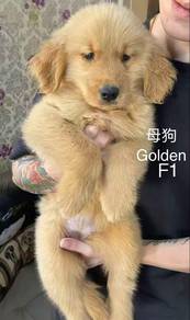 big bone golden retriever（female）