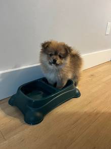 A6169 Captivating Pomeranian small cute puppy Pupp