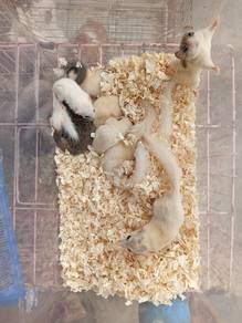 Dormouse 