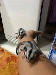 Sugar Glider