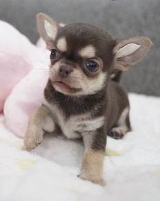 CHIHUAHUA PUPPIES VIP74🌷Head Apple Bonnie Dog
