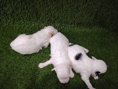 Maltipoo