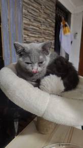 kitten British Shorthair 