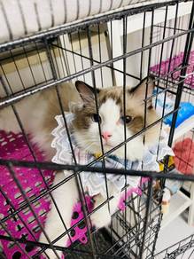 Male Seal Bicolor Ragdoll