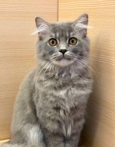 Persian Mix