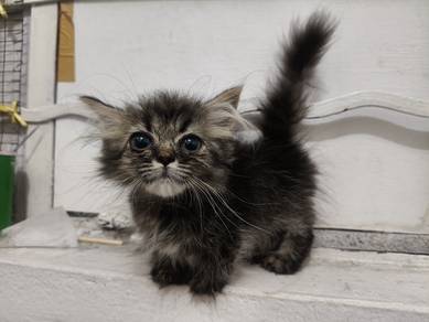 Munchkin kitten 