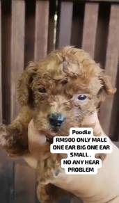 poodle