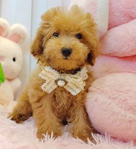 Poodle