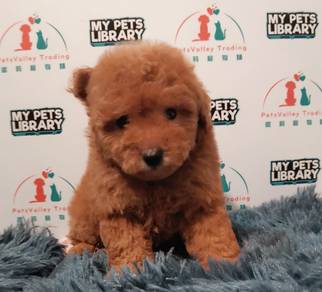 Poodle