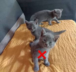 Kitten mix