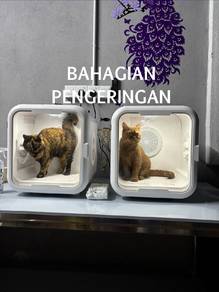 Kucing