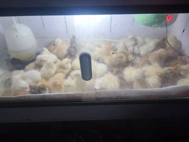 anak ayam kampung 