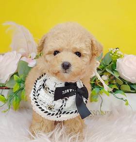 Poodle
