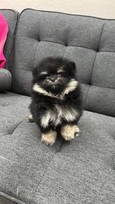 博美男
Pomeranian 
Black n Tan 
Male
M-295
Dob : 16-0