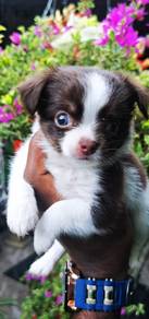 chihuahua&