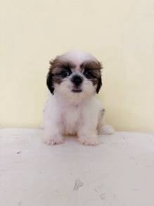 Shih Tzu