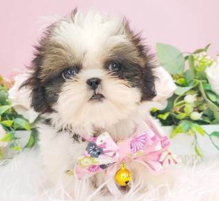 Shih tzu