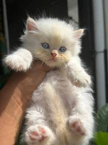 persian