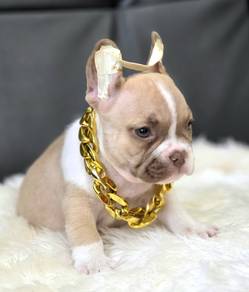 FRENCH BULLDOG PUPPIES FB235🌻Cute Puppy Available