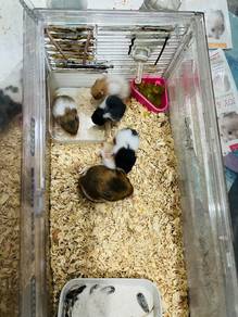 hamster for sale