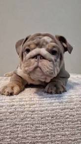 ENGLISH BULLDOG PUPPIES E358 🐻 BullDog Available
