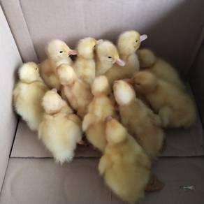 anak itik pekin