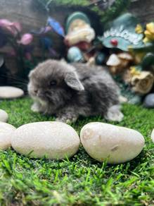 Holland lop