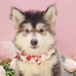 Wooly Husky