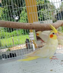 burung Cockatiel matang 
