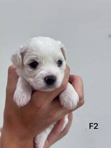 Bichon