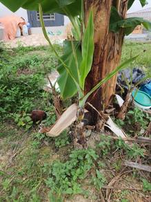 anak pokok pisang berangan