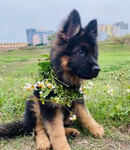 German Shepherd