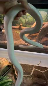 Corn Snake