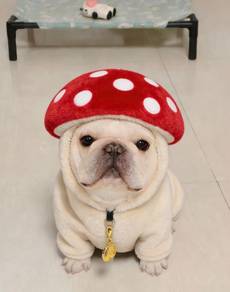 French Bulldog