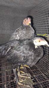 Ayam pama sepasang