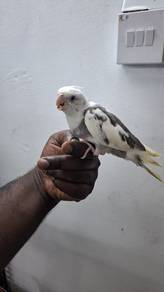 Burung teil