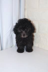 J0436 Grey Poodle Plush Coat Baby Face Puppy