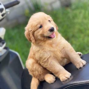 Golden Retriever&&